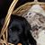 Jodi Crowe's profile image