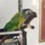 Armineh Galoussian's profile image