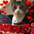 Leslie Dillehay's profile image
