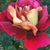 Rose Lofton's profile image