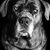 Aston Des Gardiens D'Eden's profile image