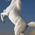 La China Suse's profile image