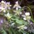 Jessica Walentschka Salvo's profile image