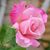 Shirley Flam's profile image