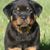 Jean Mueller-Young's profile image