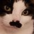 John T Wildman's profile image