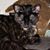 Amy Smalley's profile image