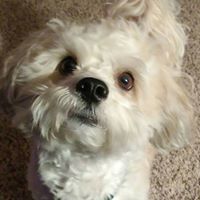 Shelley Fuller Walderbach's profile image