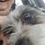 Linda Root Neff's profile image
