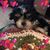 Cheryl Devoe Ady's profile image