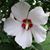 Andrea Pensado's profile image
