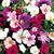 Rachelle Grau Schmidt's profile image