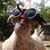 Christopher Jourdan's profile image