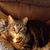 Sandra Finstad's profile image