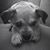 Debbie DiMatteo's profile image