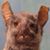 Lyle Hanson's profile image