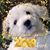 Laurie Bobbitt Branham's profile image