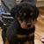 Tammy Harper's profile image