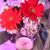 Sunrise Maria's profile image