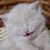 Mary Shepard's profile image