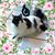 Lisa Kinter Biddle's profile image