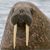 Dennis J Borges's profile image