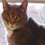 Toni Renna Fox's profile image