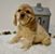 Brittany Seidel's profile image