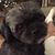 Heather Imperato-Shedden's profile image