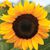 Judie Hunt-Brandt's profile image