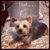 Nafi Schwartz's profile image