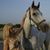 Karen Chansky's profile image