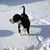 Robin Applegate-Schaad's profile image