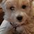Joan Fitzpatrick's profile image