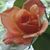 Cynthia Craven's profile image