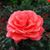 Teressa Carter's profile image