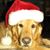 Julie Cox Wingert's profile image