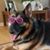 Susan Barham's profile image