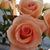 Norine Bunch's profile image