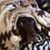 Matthew Abelson's profile image