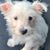 George A Markou's profile image