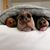 Dawn R Lemieux's profile image
