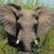 Suzanne Saxton's profile image
