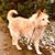 Shari Valcourt's profile image