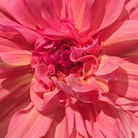 Renee Gilanshah's profile image