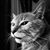 Richard Queso's profile image