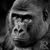 Ricky J. Lin's profile image