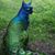 Andrea Magpie's profile image