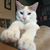 Lee H Knouff's profile image