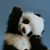 Jacquelin Yost DiAngelo's profile image